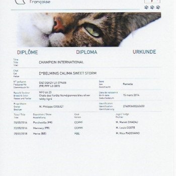 chat Norvégien blue silver mackerel tabby CALIMA SWEET STORM Chatterie du Lac des Rêves chat Norvégien blue silver mackerel tabby CALIMA SWEET STORM Chatterie du Lac des Rêves