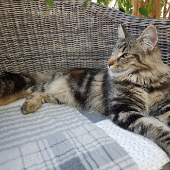 chat Norvégien brown tortie blotched tabby MADISSON Chatterie du Lac des Rêves chat Norvégien brown tortie blotched tabby MADISSON Chatterie du Lac des Rêves