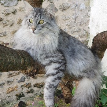 chat Norvégien black silver mackerel tabby Orisha African Spirit Chatterie du Lac des Rêves chat Norvégien black silver mackerel tabby Orisha African Spirit Chatterie du Lac des Rêves