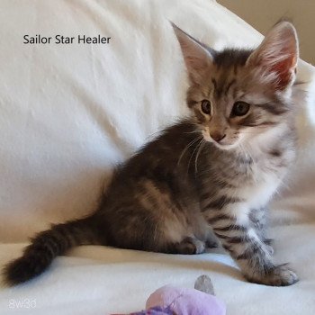 chaton Norvégien black silver mackerel tabby Sailor Star Healer Chatterie du Lac des Rêves chaton Norvégien black silver mackerel tabby Sailor Star Healer Chatterie du Lac des Rêves