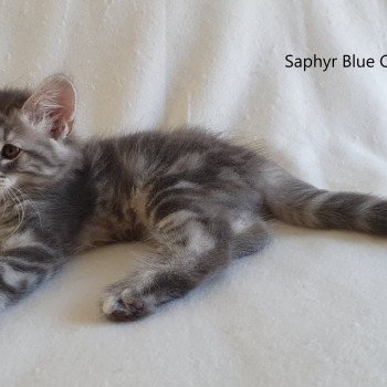 chaton Norvégien blue silver blotched tabby Saphyr Blue Crystal Chatterie du Lac des Rêves