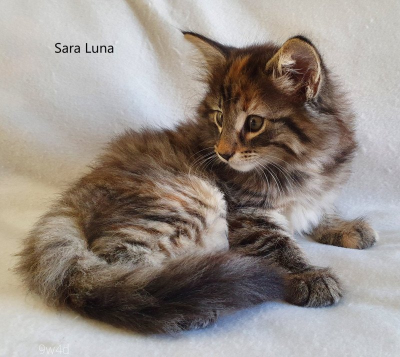 Sara Luna du Lac des Rêves Femelle Norvégien