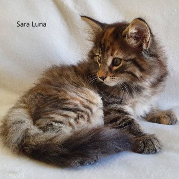 chaton Norvégien brown tortie blotched tabby Sara Luna Chatterie du Lac des Rêves