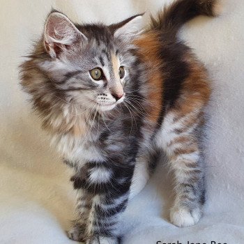 chaton Norvégien black tortie silver mackerel tabby Sarah Jane Bee Chatterie du Lac des Rêves chaton Norvégien black tortie silver mackerel tabby Sarah Jane Bee Chatterie du Lac des Rêves