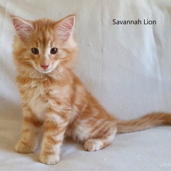 chaton Norvégien red silver blotched tabby Savannah Lion Chatterie du Lac des Rêves