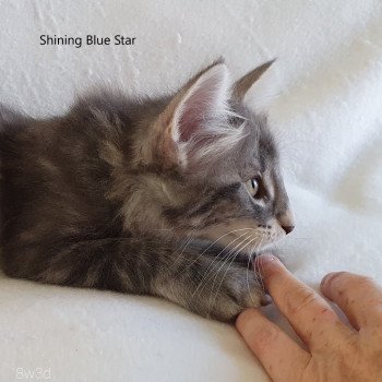 chaton Norvégien blue silver blotched tabby Shining Blue Star Chatterie du Lac des Rêves