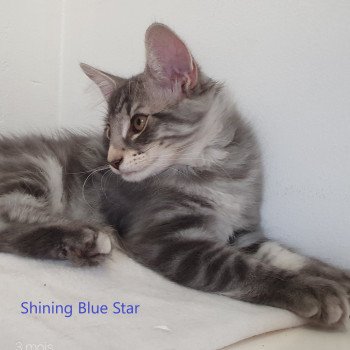 chaton Norvégien blue silver blotched tabby Shining Blue Star Chatterie du Lac des Rêves