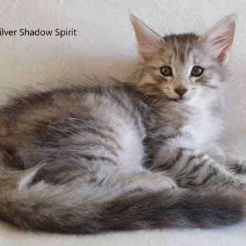 chaton Norvégien black silver mackerel tabby Silver Shadow Spirit Chatterie du Lac des Rêves