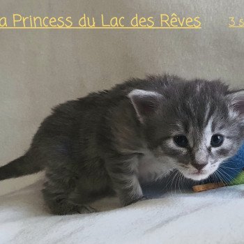 chaton Norvégien blue tortie silver mackerel tabby Thoraya Princesse Chatterie du Lac des Rêves chaton Norvégien blue tortie silver mackerel tabby Thoraya Princesse Chatterie du Lac des Rêves