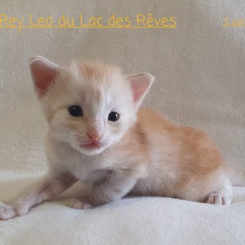 chaton Norvégien red silver blotched tabby Timba Rey Leo Chatterie du Lac des Rêves