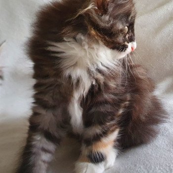 chaton Norvégien black tortie smoke & blanc VAIANA LITTLE PRINCESS DU LAC DES REVES Chatterie du Lac des Rêves chaton Norvégien black tortie smoke & blanc VAIANA LITTLE PRINCESS DU LAC DES REVES Chatterie du Lac des Rêves